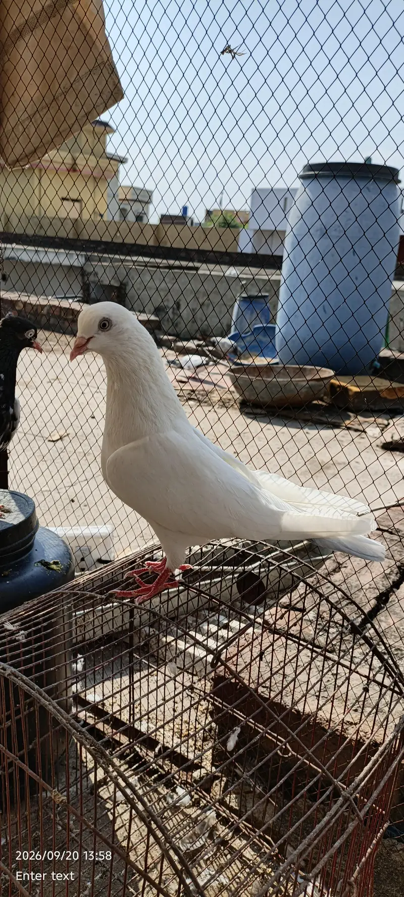 very good kabootar — photo 6