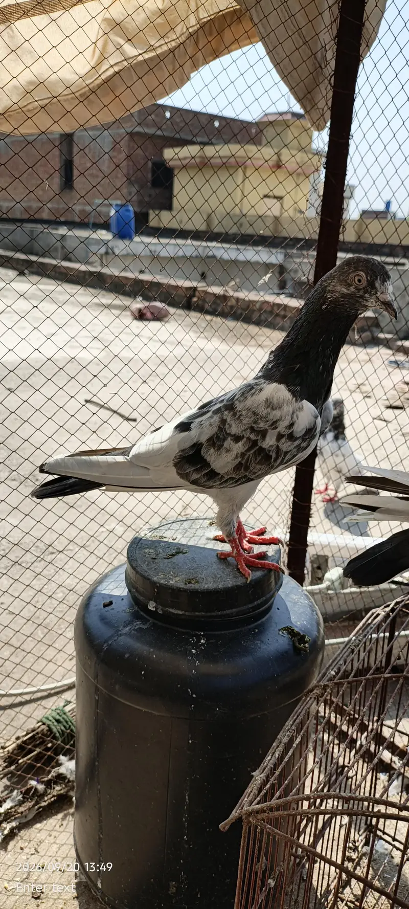 very good kabootar — photo 7