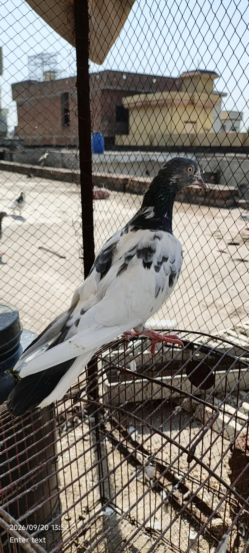 very good kabootar — photo 8