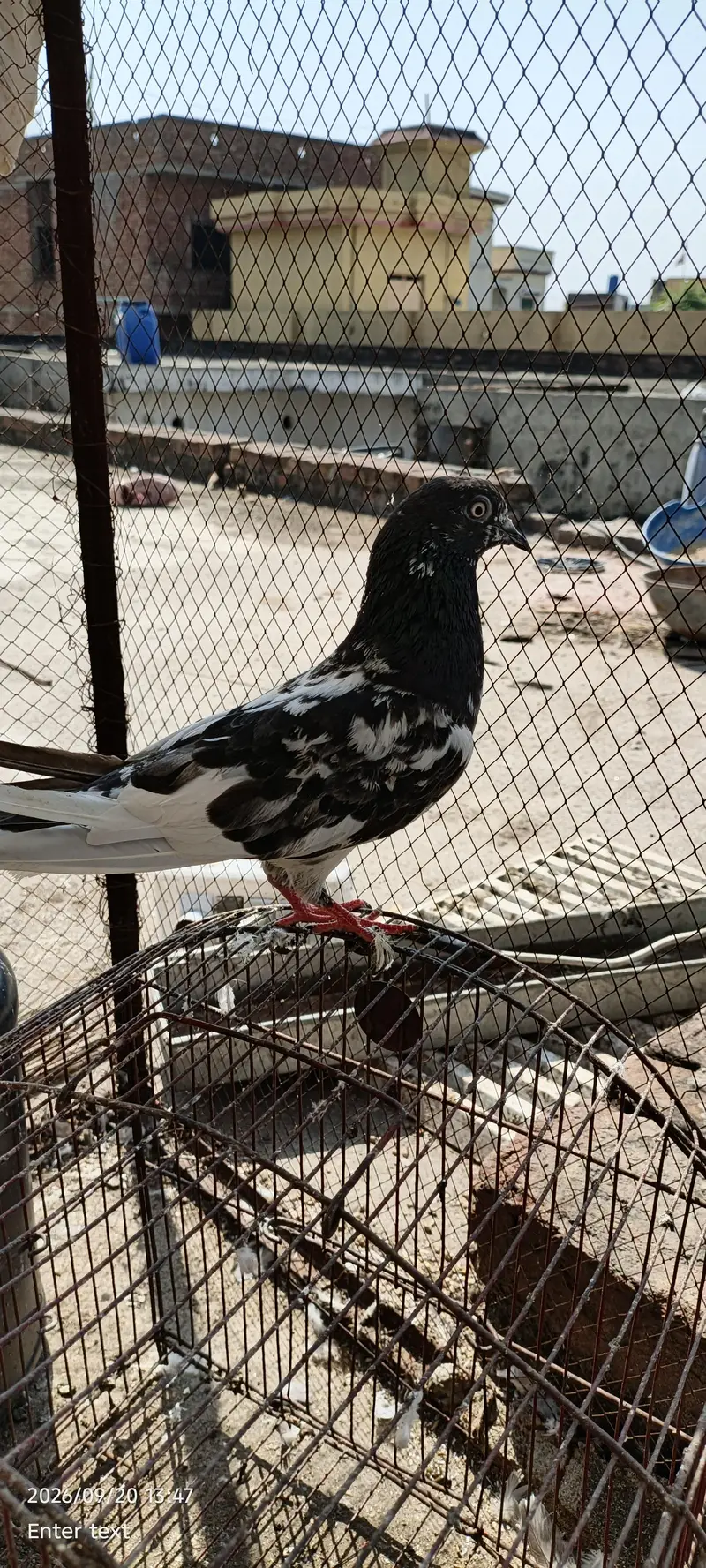 very good kabootar — photo 10