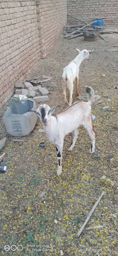 2 tadi barbri male