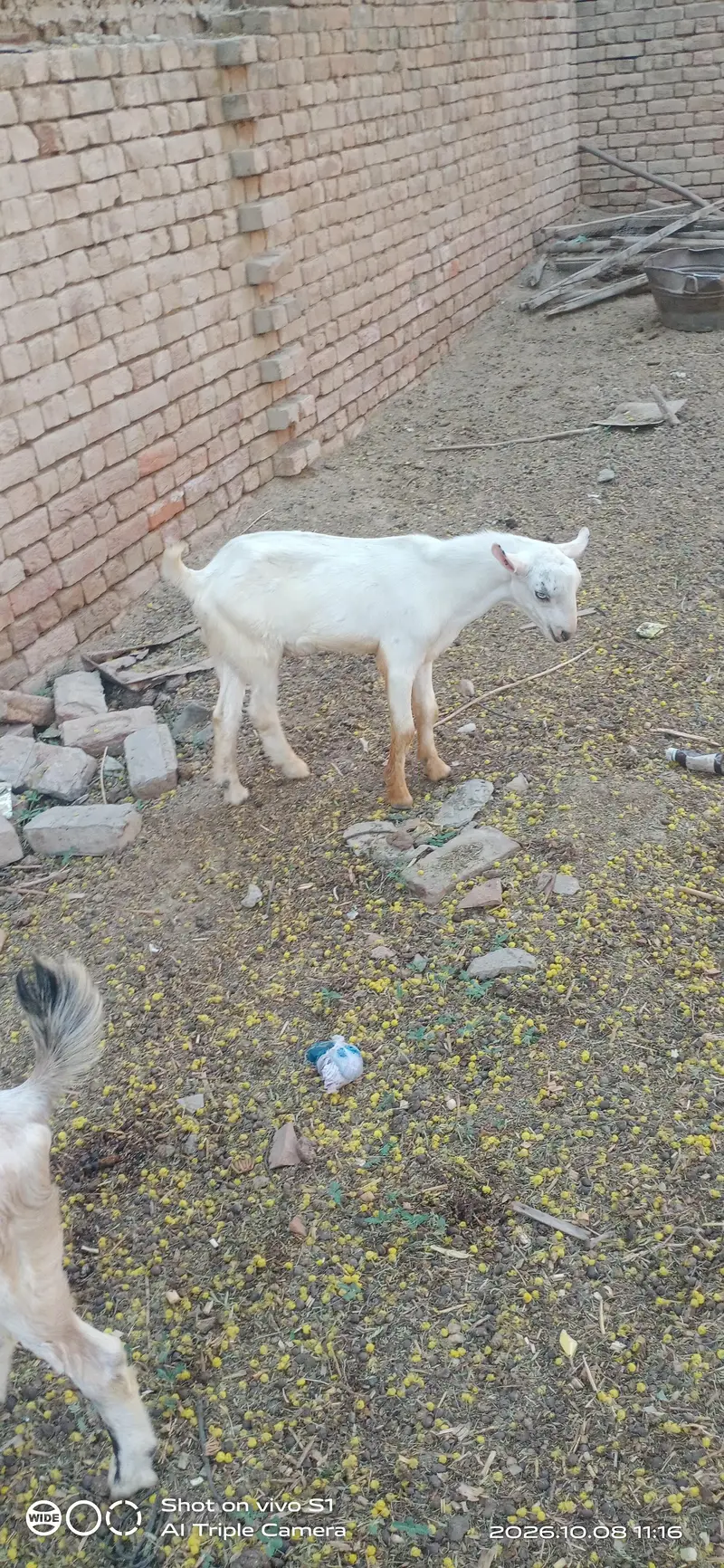 2 tadi barbri male — photo 2
