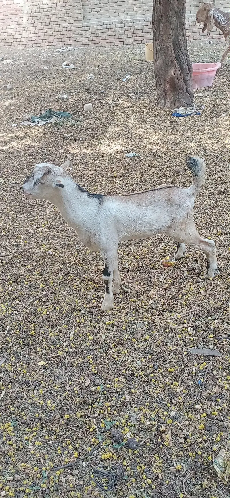 2 tadi barbri male — photo 3