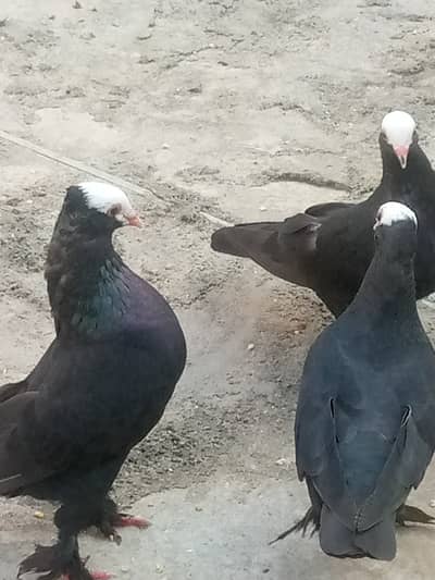 Muki Breeder Pair With One Month Two Babies
