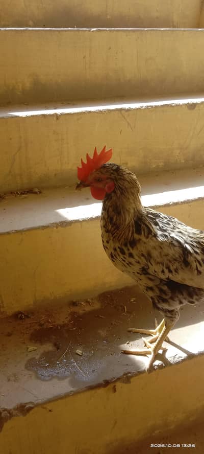 Desi murga. Desi rooster Desi cock. Ghar ka pala hua murga.