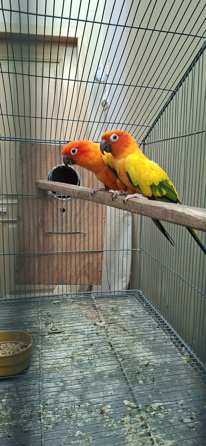 Sunconure Breeder pair 0