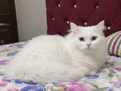 cute and lovely