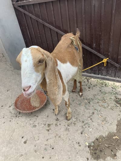 Beautiful Goat for sale second timer