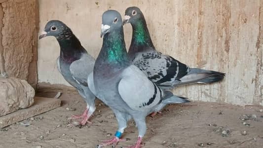 qasid pigeon o328:::o6o. . 6o82:::