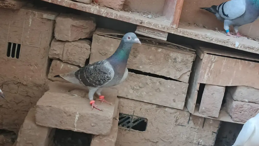 qasid pigeon o328:::o6o. . 6o82::: — photo 3