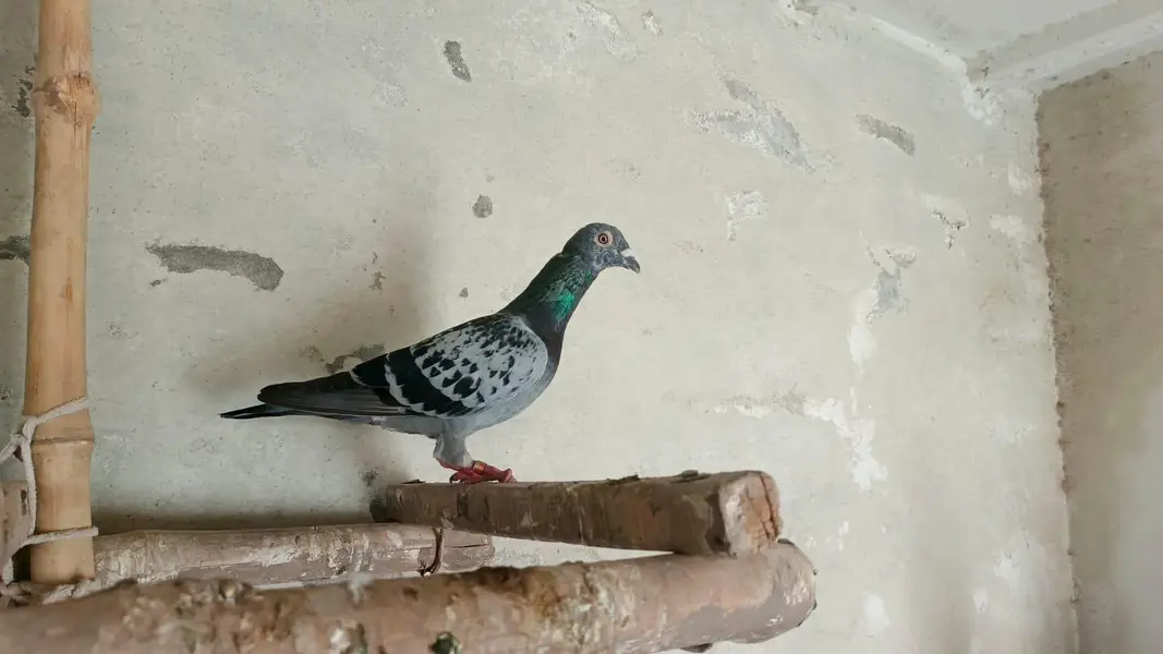 qasid pigeon o328:::o6o. . 6o82::: — photo 4