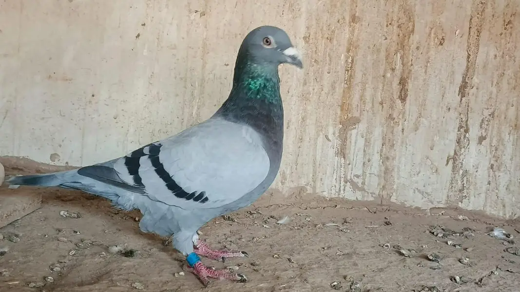 qasid pigeon o328:::o6o. . 6o82::: — photo 5