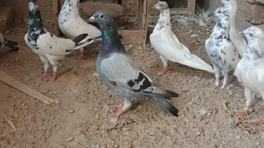 qasid pigeon o328:::o6o. . 6o82::: — photo 7