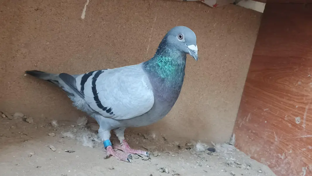 qasid pigeon o328:::o6o. . 6o82::: — photo 8