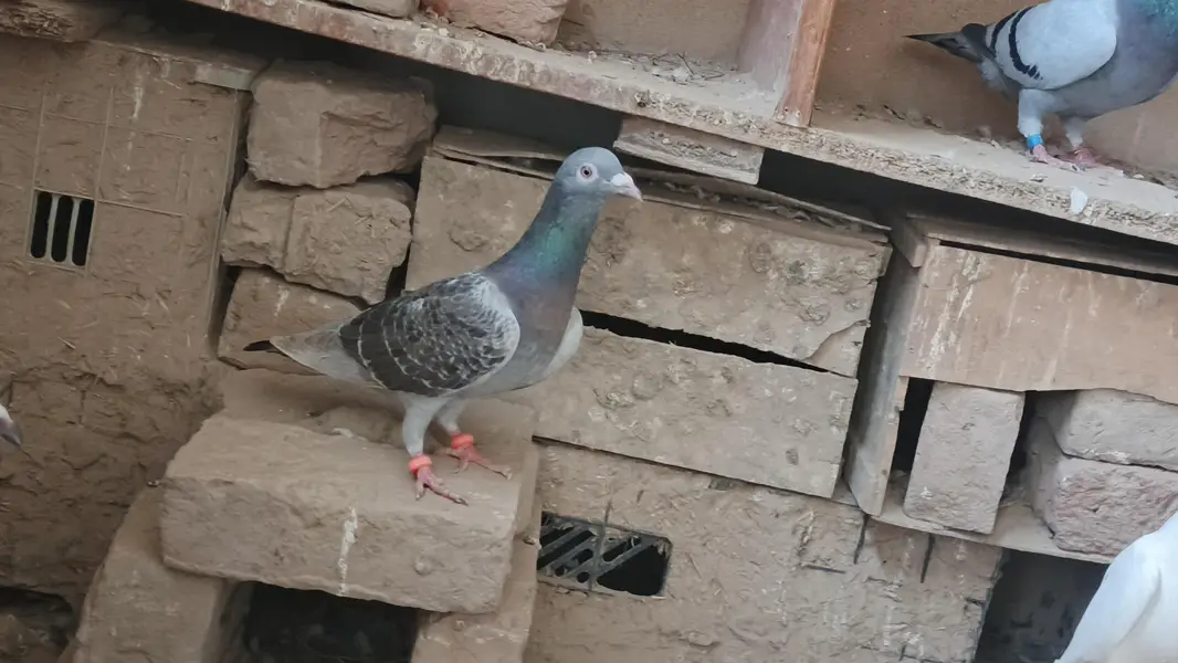 qasid pigeon o328:::o6o. . 6o82::: — photo 9
