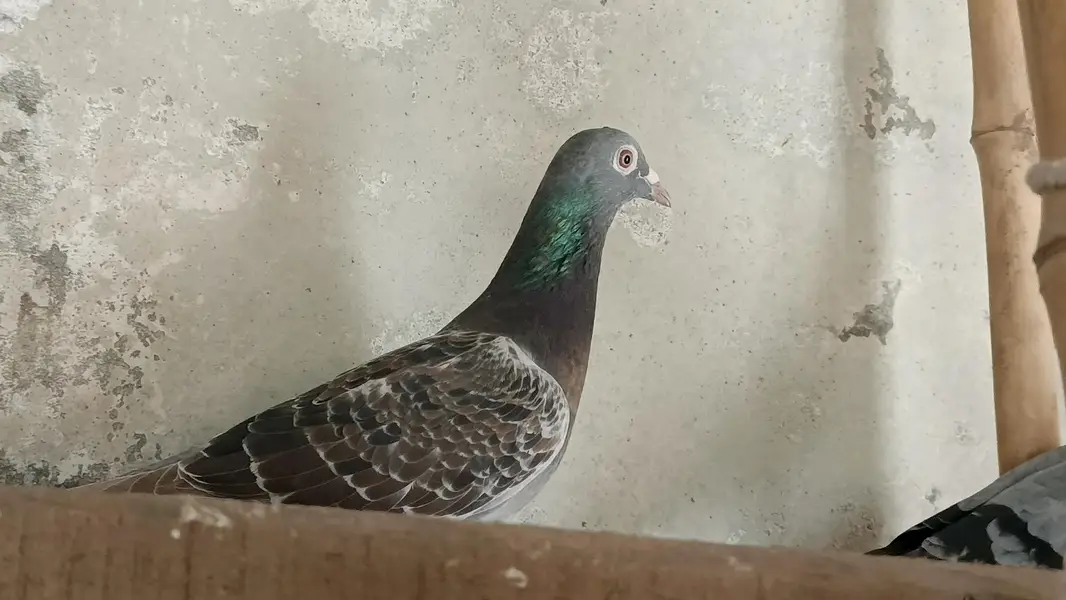 qasid pigeon o328:::o6o. . 6o82::: — photo 10