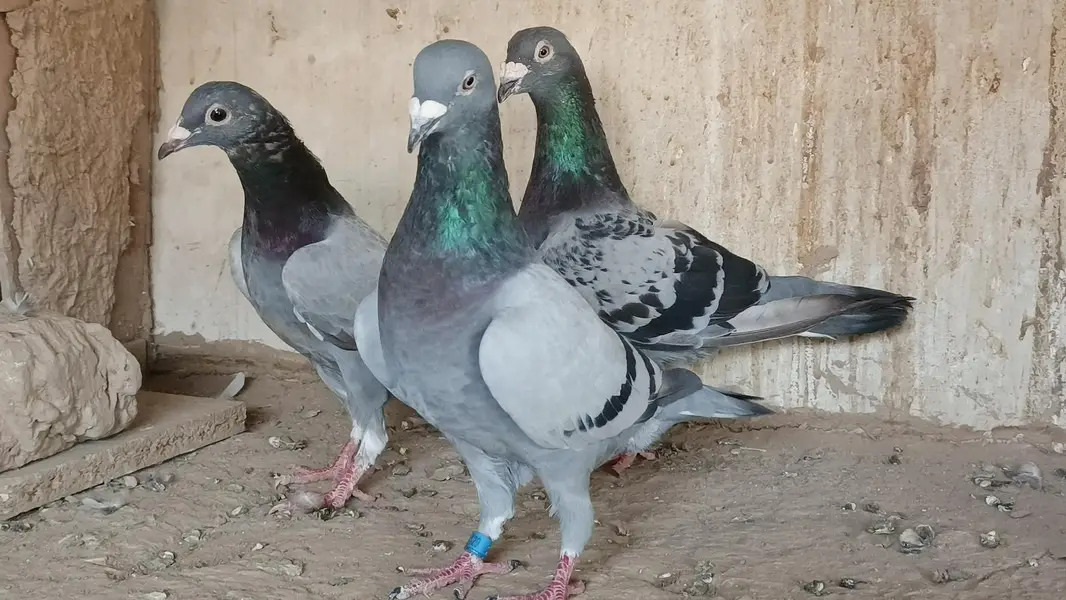 qasid pigeon o328:::o6o. . 6o82::: — photo 11
