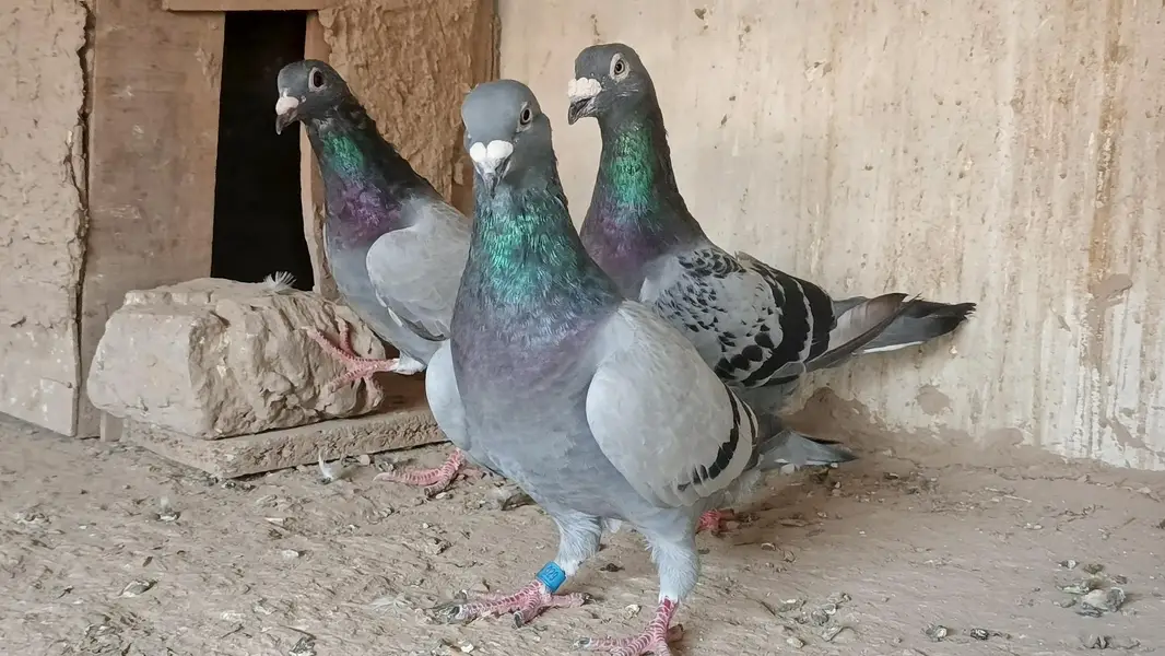qasid pigeon o328:::o6o. . 6o82::: — photo 12