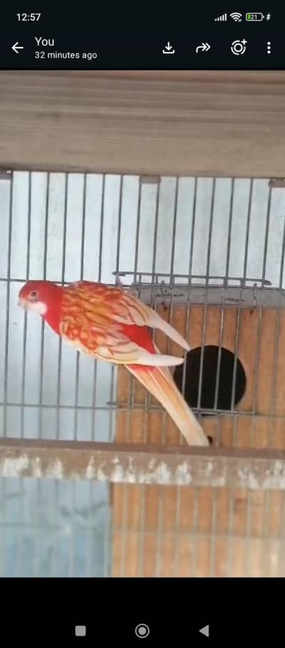 Rubino rosella male