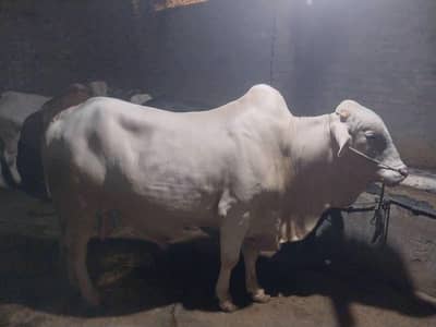 bhoora bacha