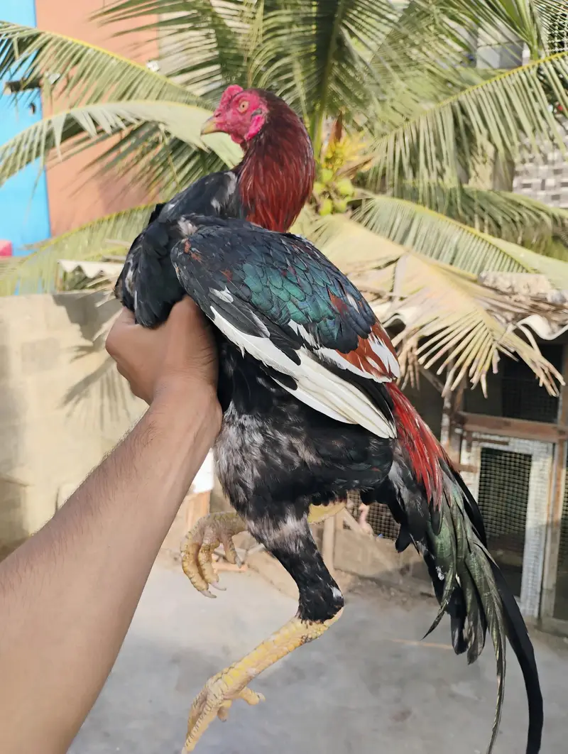 aseel murge — photo 2