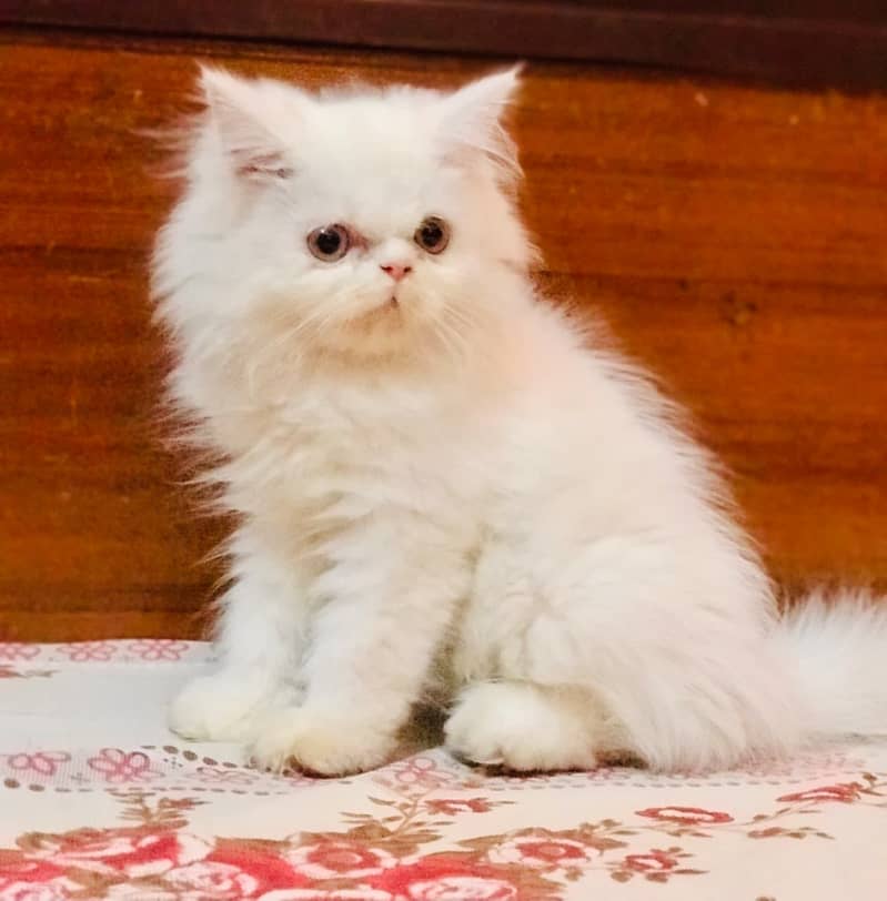 Persian kittens 0