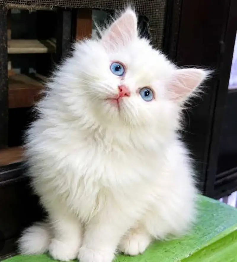 Persian kittens — photo 2
