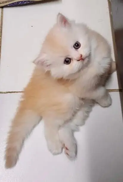 Persian kittens — photo 4