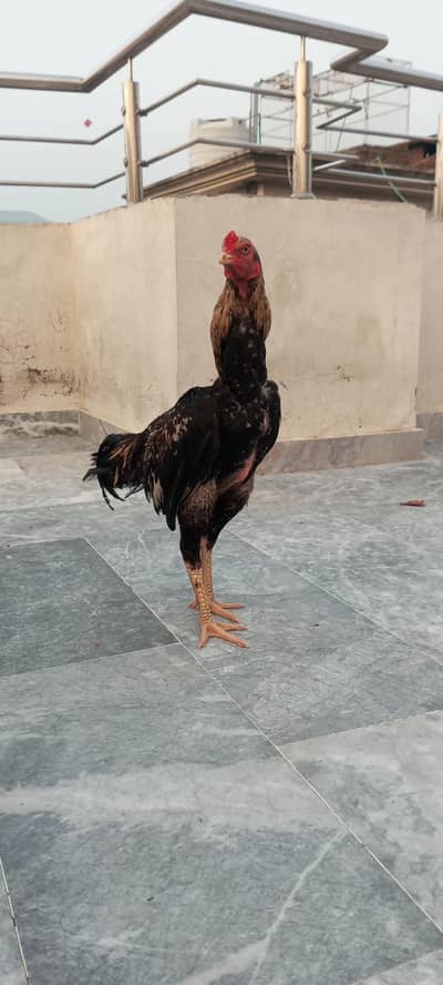 aseel patha