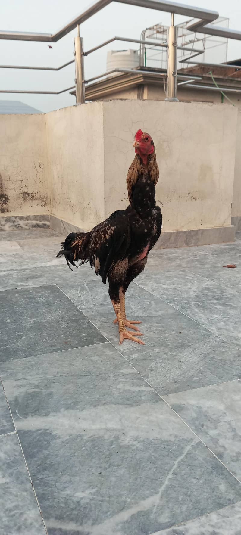 aseel patha 1