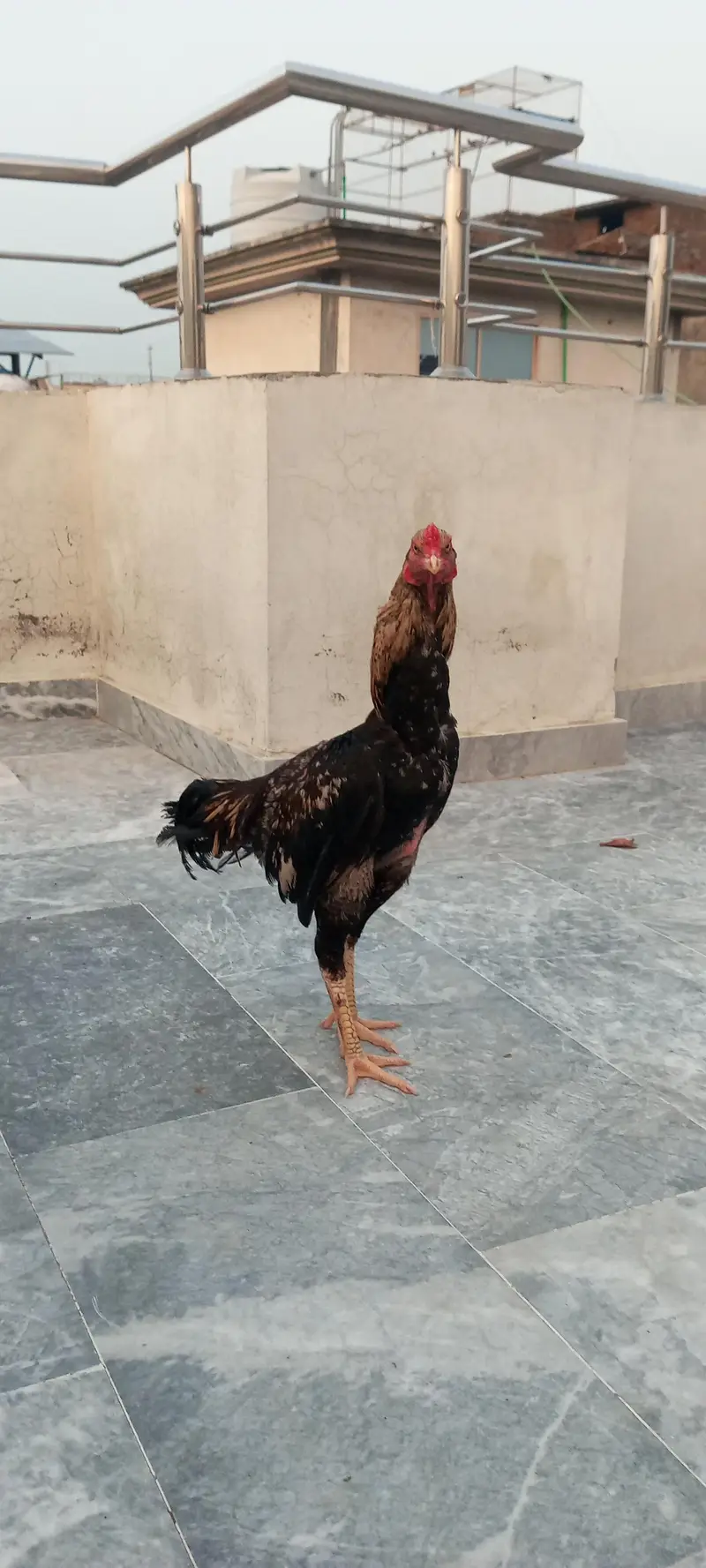aseel patha — photo 4