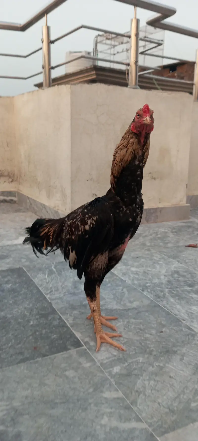 aseel patha — photo 5