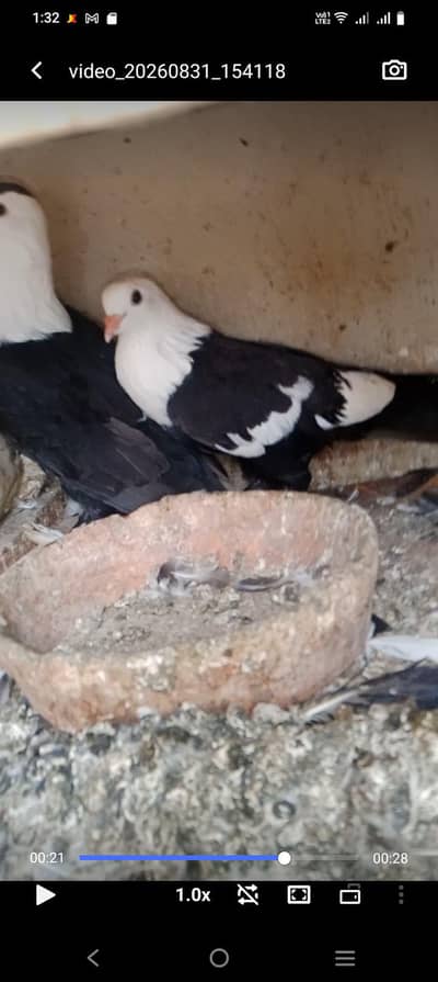 Karbalai jutt Black yellow single gundedaar breeder pair