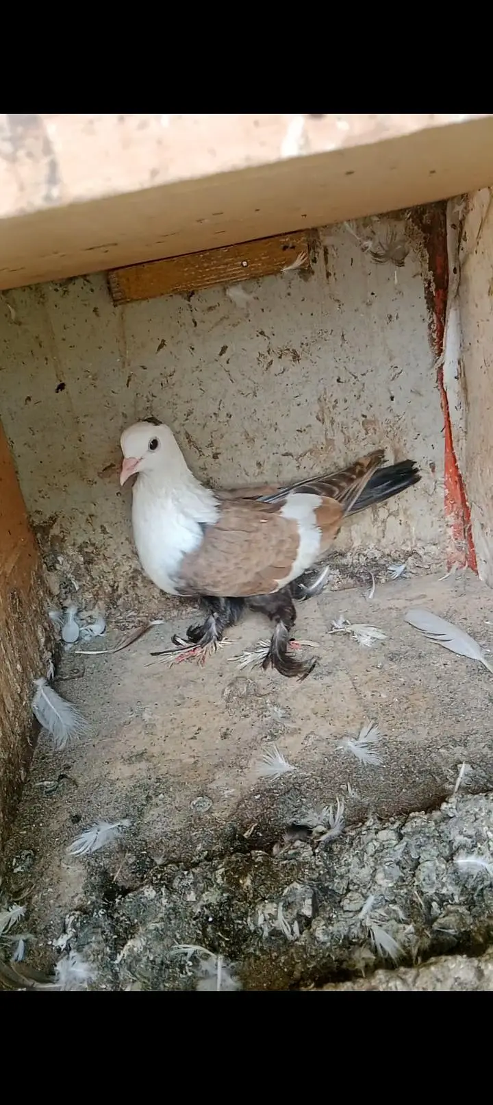 Karbalai jutt Black yellow single gundedaar breeder pair — photo 2