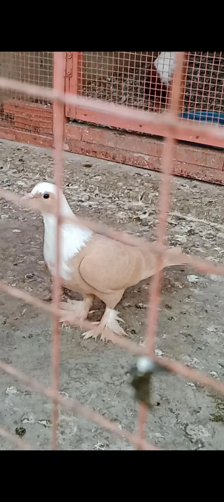 Karbalai jutt Black yellow single gundedaar breeder pair — photo 3