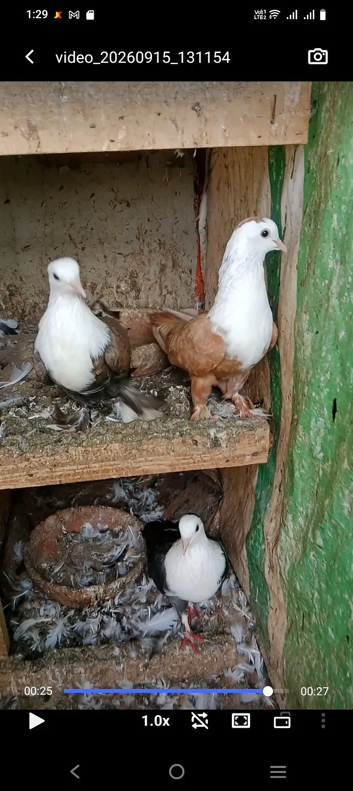 Karbalai jutt Black yellow single gundedaar breeder pair — photo 10