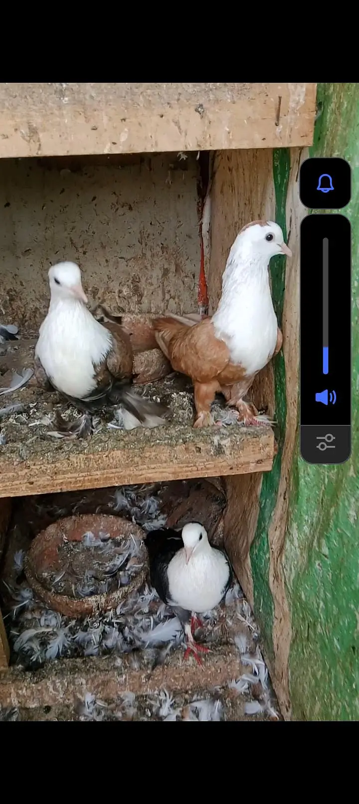 Karbalai jutt Black yellow single gundedaar breeder pair — photo 11