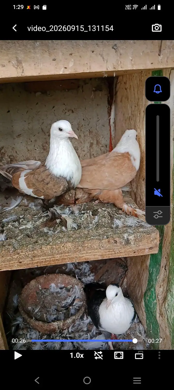 Karbalai jutt Black yellow single gundedaar breeder pair — photo 12