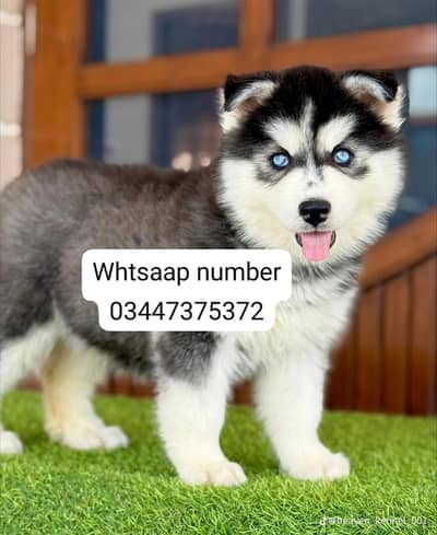 Siberian husky fore sale
