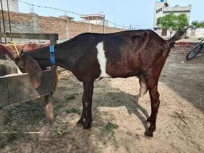 dasi bakri