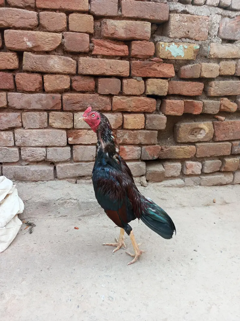 aseel murga lakha mushta — photo 2