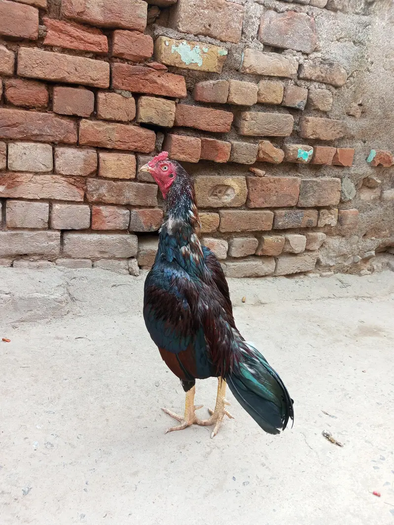 aseel murga lakha mushta — photo 3
