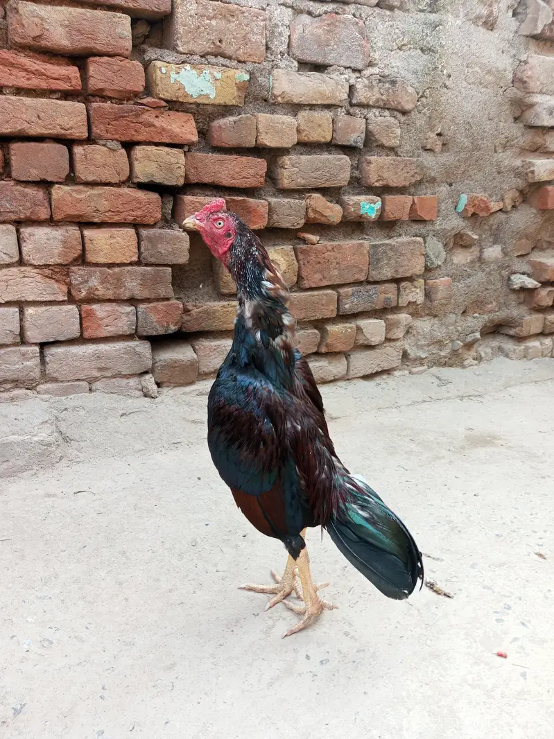 aseel murga lakha mushta — photo 4