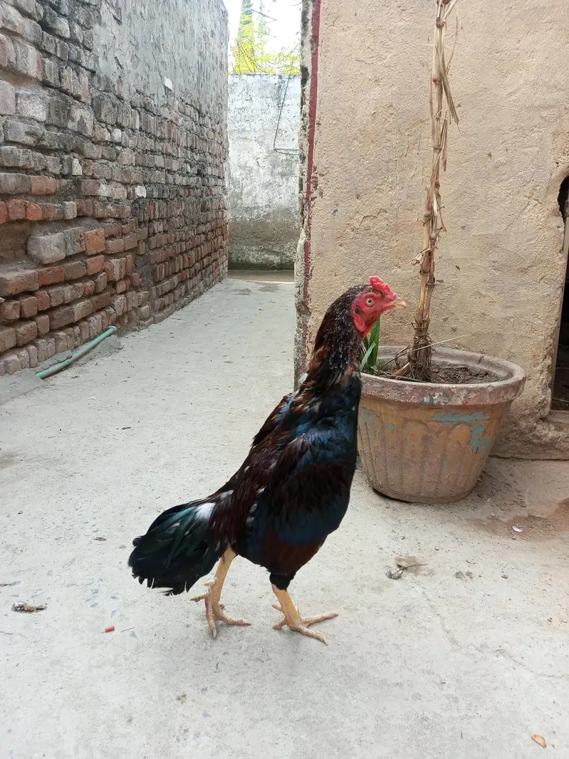 aseel murga lakha mushta — photo 5