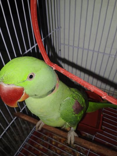 raw parrot for sale price al most final