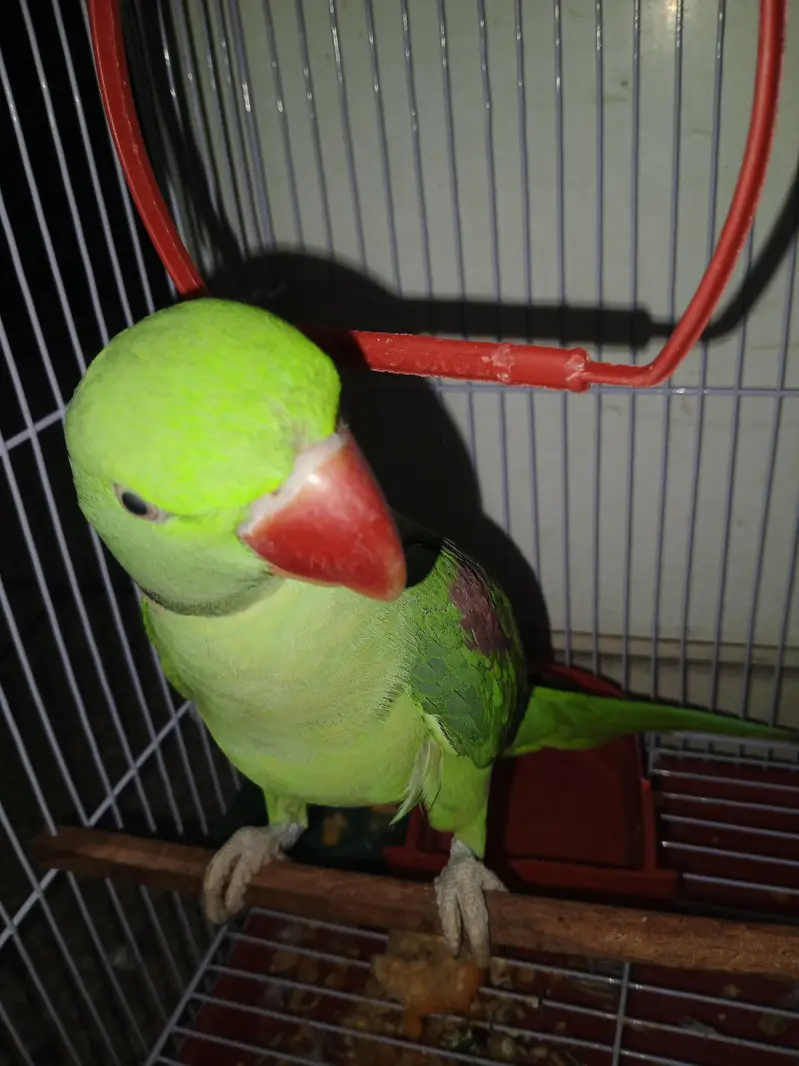 raw parrot for sale price al most final — photo 2
