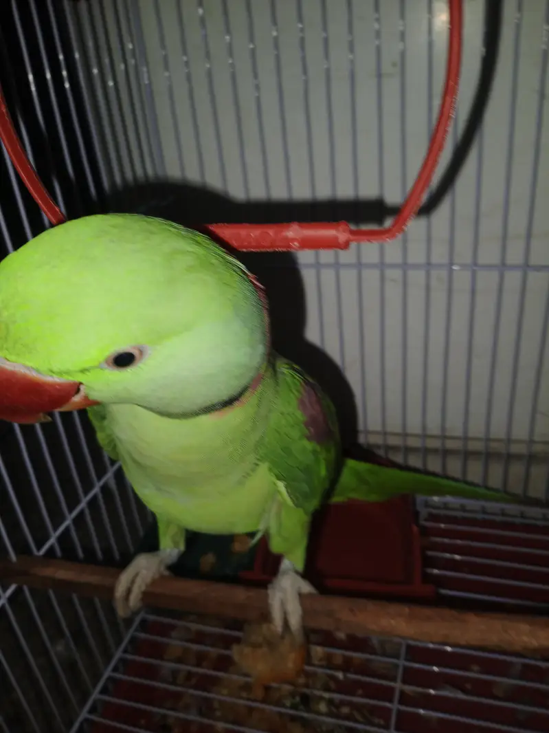 raw parrot for sale price al most final — photo 3