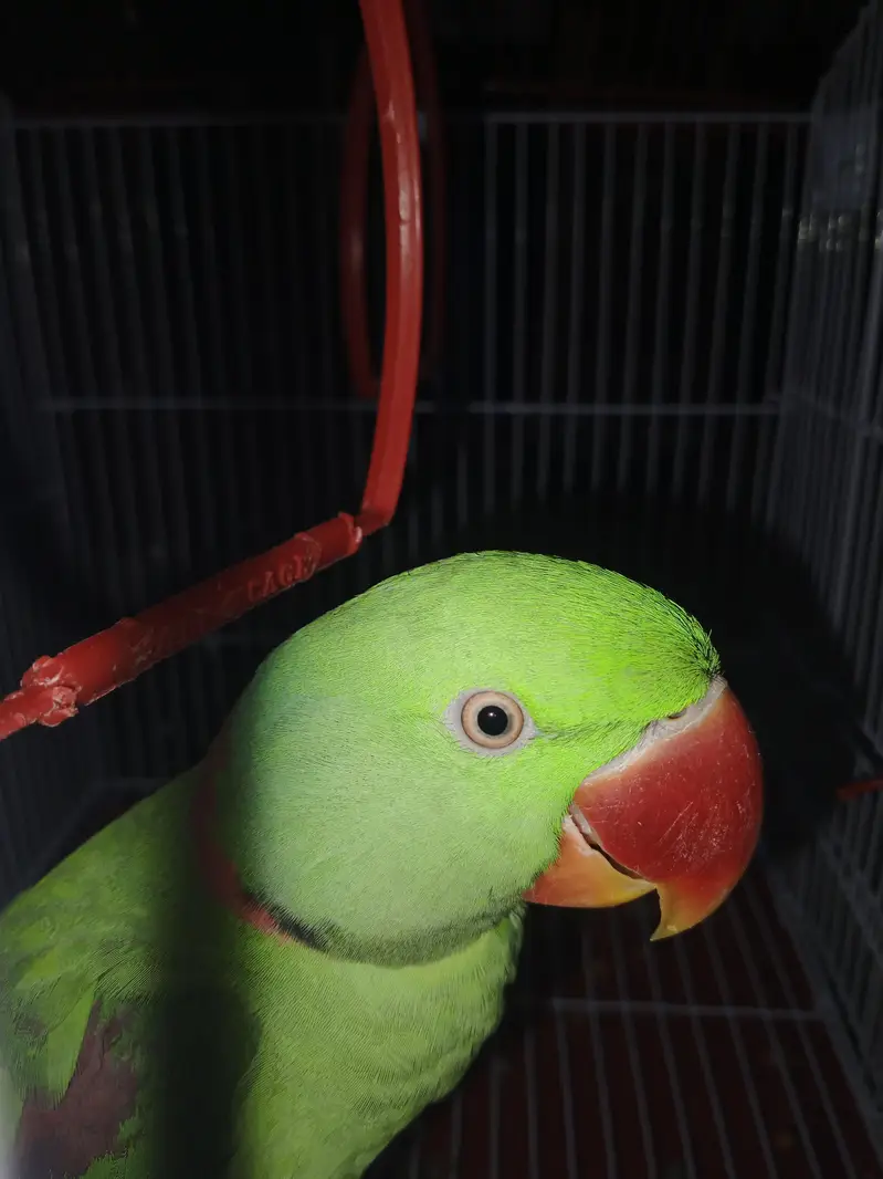 raw parrot for sale price al most final — photo 4