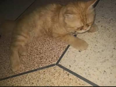 persian cat