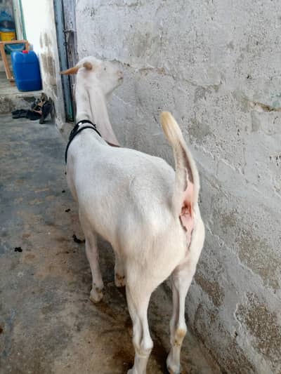 gulabi khassi bkra